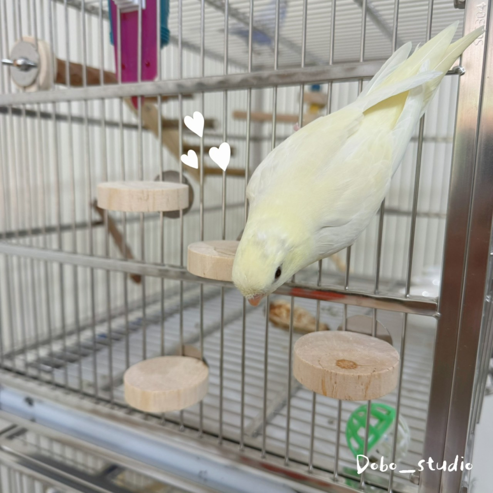 鳥我一下好嗎🍀木墩小跳台 圓形小跳板 跳台 跳板 虎皮鸚鵡 小跳台 倉鼠樓梯 倉鼠造景玩具 木踏板 原木站台 倉鼠玩具-細節圖5