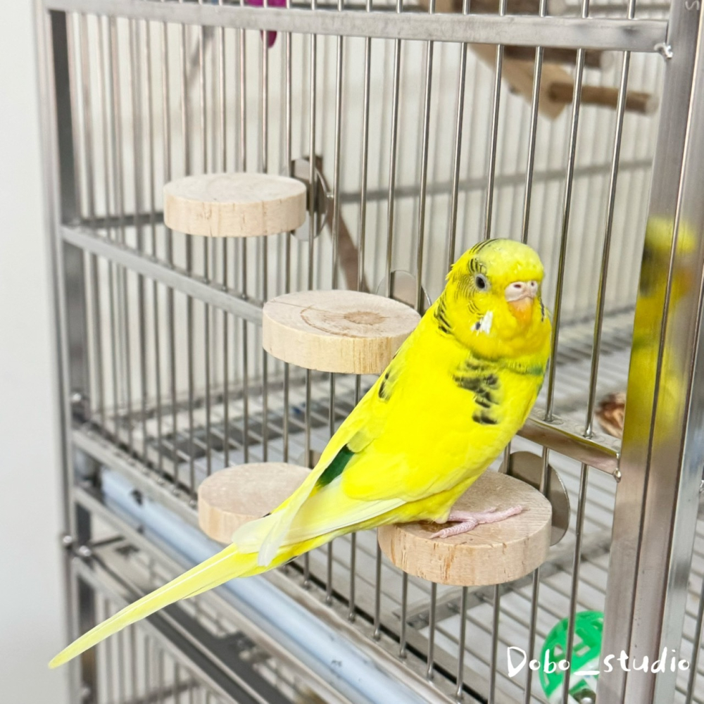 鳥我一下好嗎🍀木墩小跳台 圓形小跳板 跳台 跳板 虎皮鸚鵡 小跳台 倉鼠樓梯 倉鼠造景玩具 木踏板 原木站台 倉鼠玩具-細節圖6