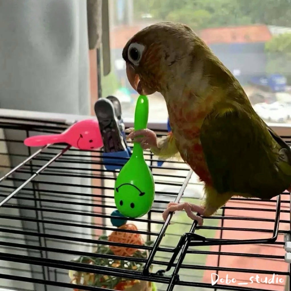鳥我一下好嗎🍀鸚鵡手拿搖鈴 鸚鵡玩具沙槌 小沙槌 凱克 灰鸚鵡 虎皮鸚鵡 樂器 吸蜜 牡丹 手搖鈴 沙錘沙球 奧福音樂-細節圖9