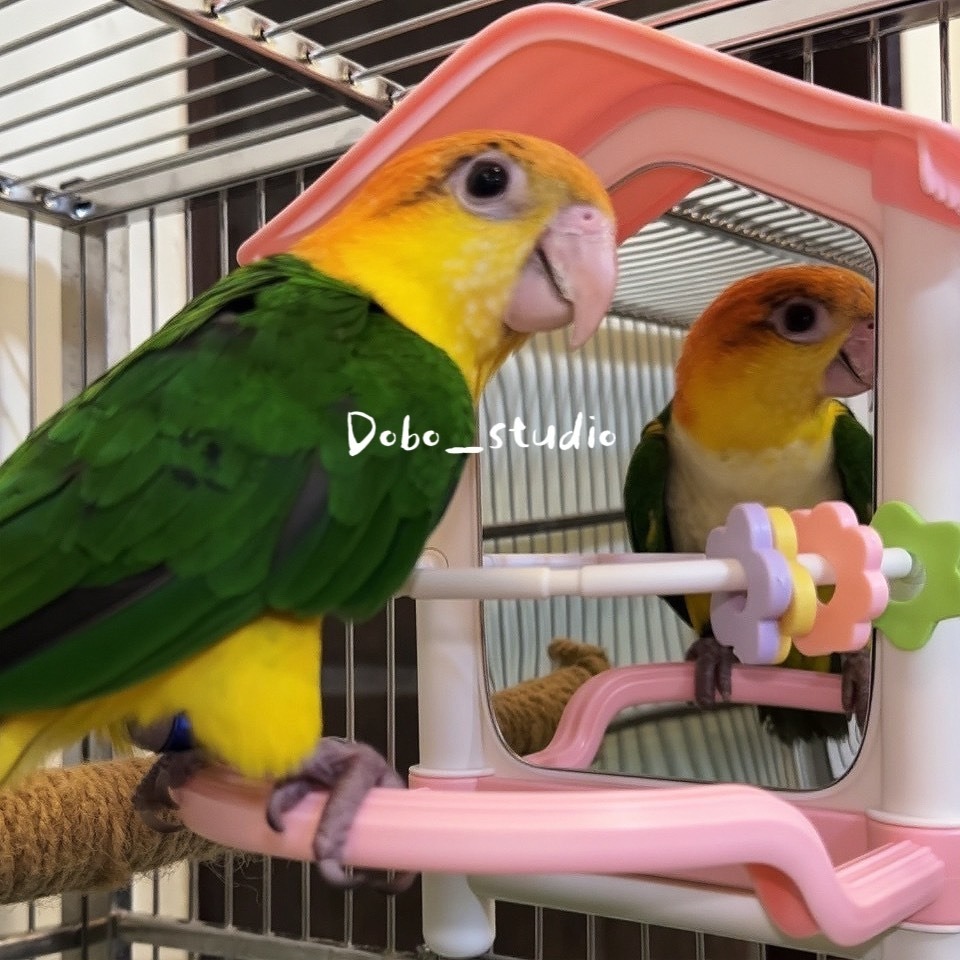 鳥我一下好嗎🍀鸚鵡啾啾鏡 鸚鵡互動鏡子 適合中小鸚鵡 啃咬鏡子 鸚鵡照鏡 鳥鏡子 啃咬鏡 鸚鵡休息台 鳥玩具 牡丹 玄-細節圖8