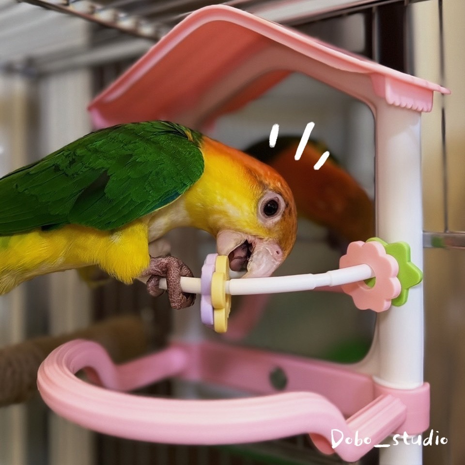 鳥我一下好嗎🍀鸚鵡啾啾鏡 鸚鵡互動鏡子 適合中小鸚鵡 啃咬鏡子 鸚鵡照鏡 鳥鏡子 啃咬鏡 鸚鵡休息台 鳥玩具 牡丹 玄-細節圖9