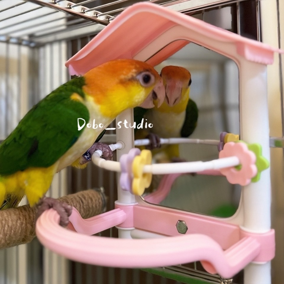 鳥我一下好嗎🍀鸚鵡啾啾鏡 鸚鵡互動鏡子 適合中小鸚鵡 啃咬鏡子 鸚鵡照鏡 鳥鏡子 啃咬鏡 鸚鵡休息台 鳥玩具 牡丹 玄-細節圖10