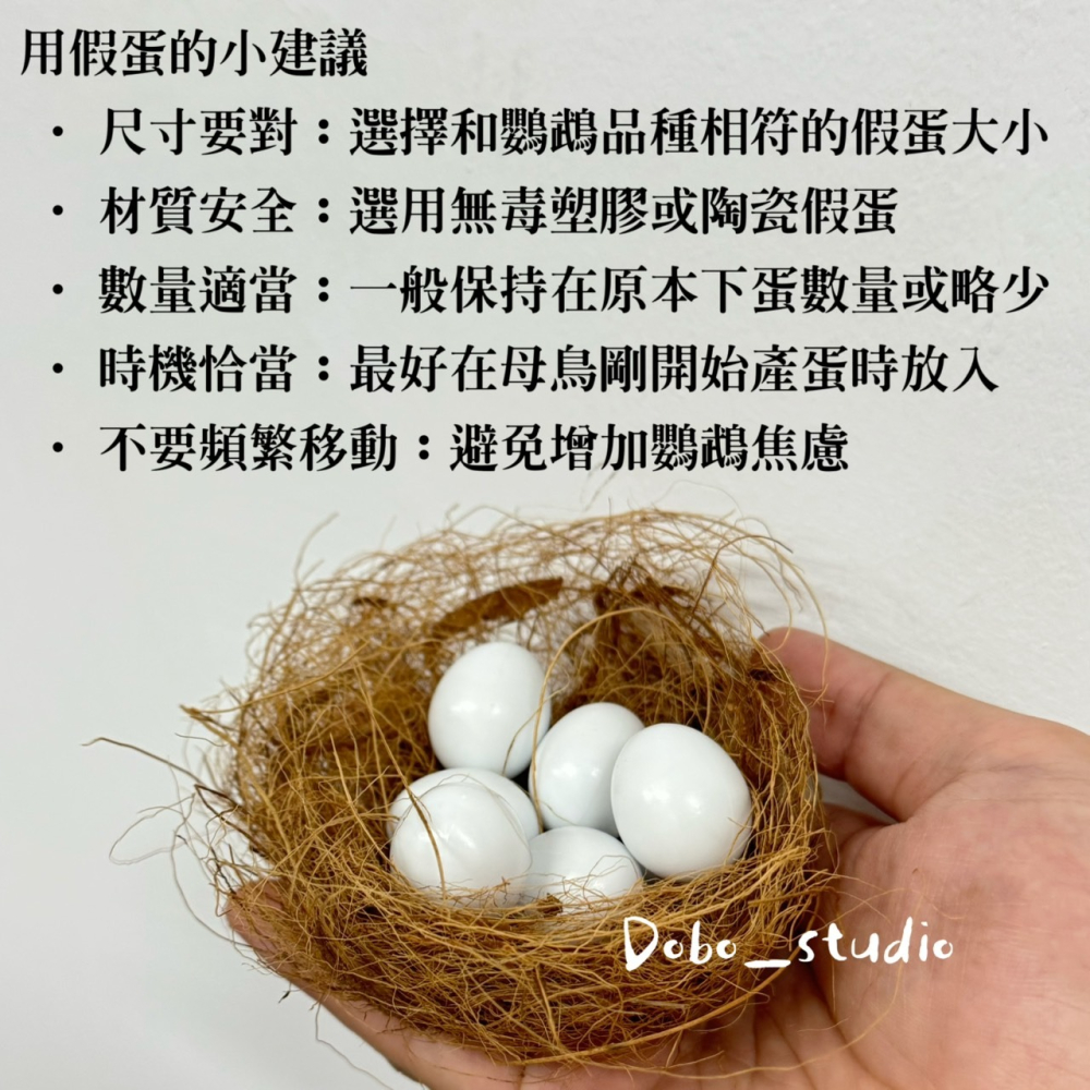 鳥我一下好嗎🍀鸚鵡用假蛋 鸚鵡實心假蛋 金雞蛋 仿真鳥蛋 鸚鵡 替換蛋 虎皮鸚鵡 白蛋 凱克鸚鵡-細節圖5