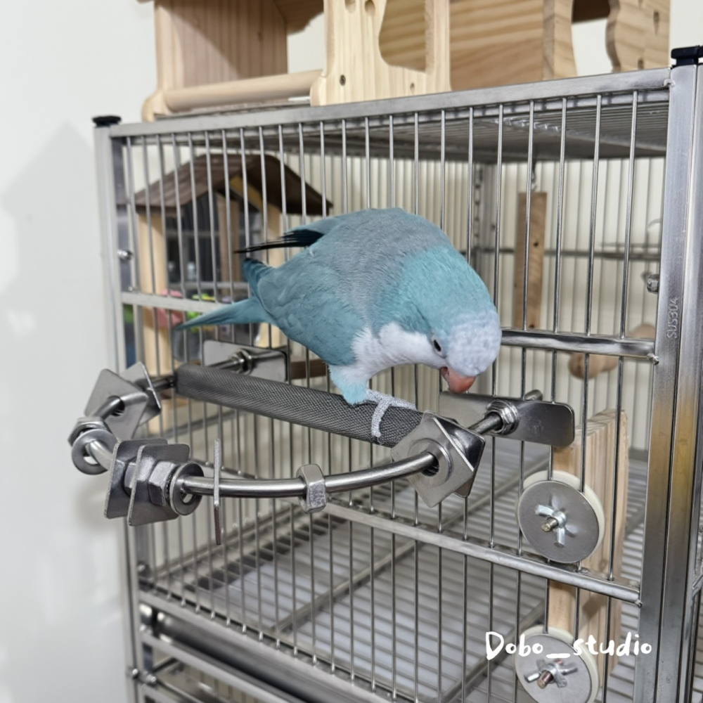 鳥我一下好嗎🍀不鏽鋼零件站棒 多功能站棍 不鏽鋼鳥站棍 鸚鵡DIY配件 玄鳳鸚鵡 小太陽 金太陽 凱克鸚鵡 鳥用解悶-細節圖4