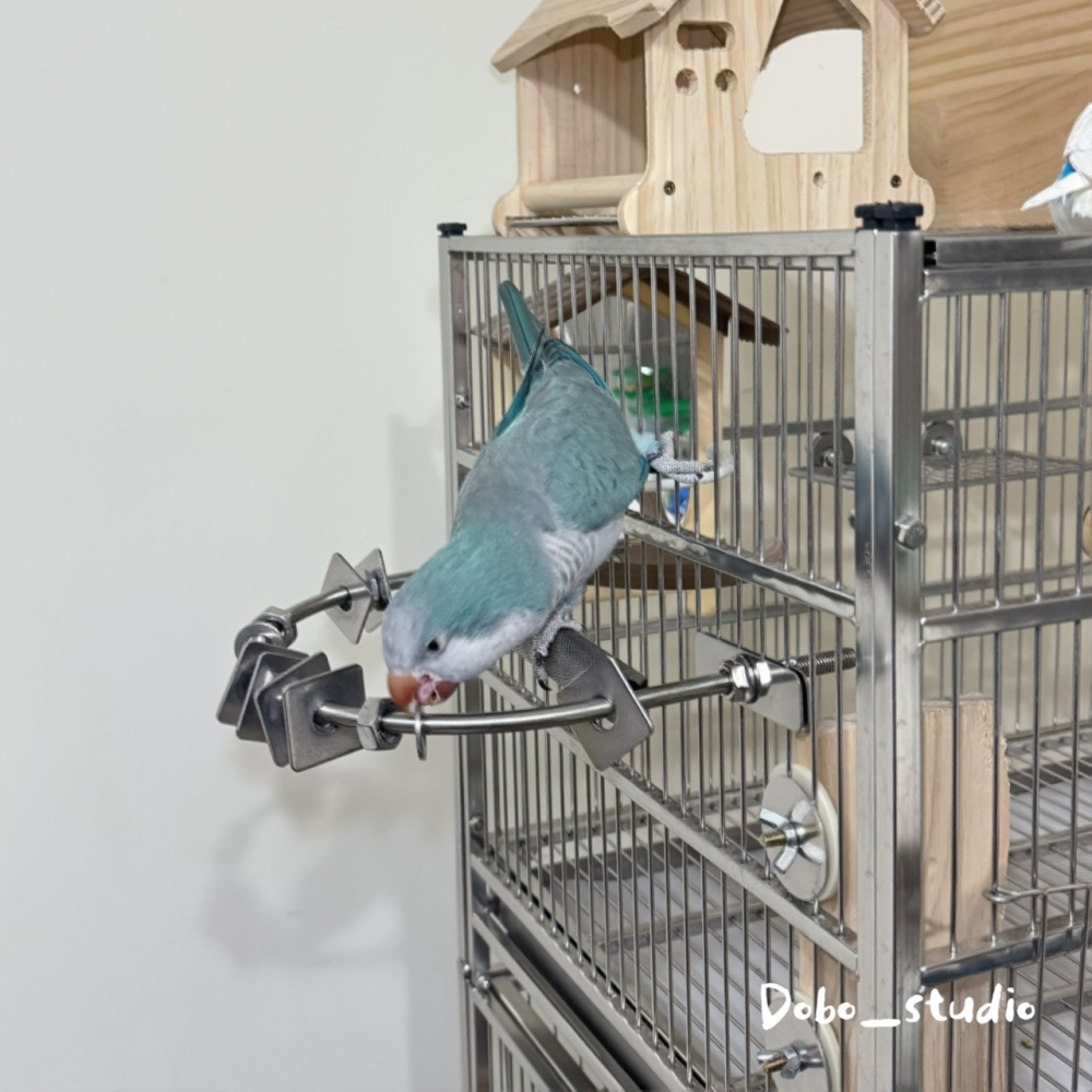 鳥我一下好嗎🍀不鏽鋼零件站棒 多功能站棍 不鏽鋼鳥站棍 鸚鵡DIY配件 玄鳳鸚鵡 小太陽 金太陽 凱克鸚鵡 鳥用解悶-細節圖5