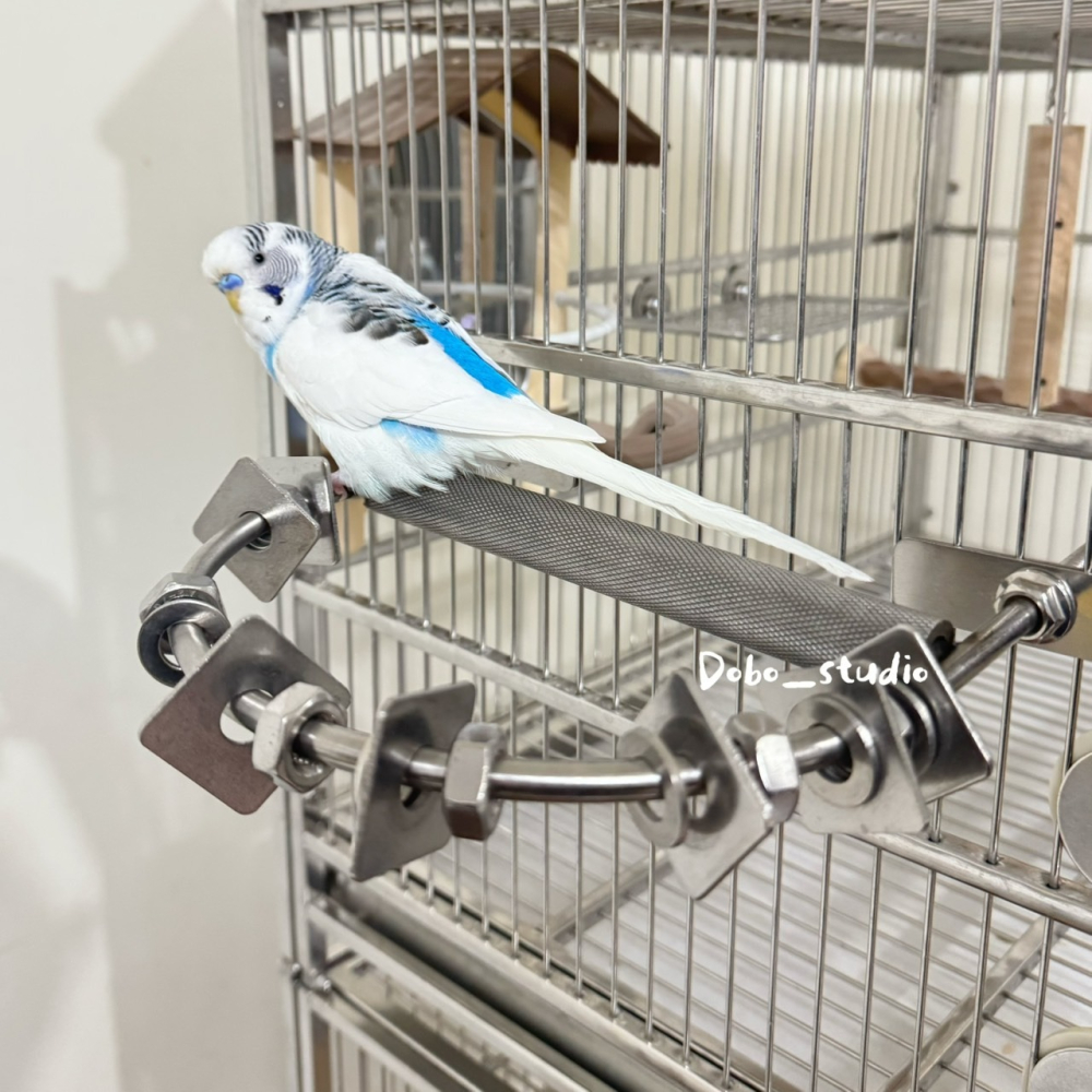 鳥我一下好嗎🍀不鏽鋼零件站棒 多功能站棍 不鏽鋼鳥站棍 鸚鵡DIY配件 玄鳳鸚鵡 小太陽 金太陽 凱克鸚鵡 鳥用解悶-細節圖6