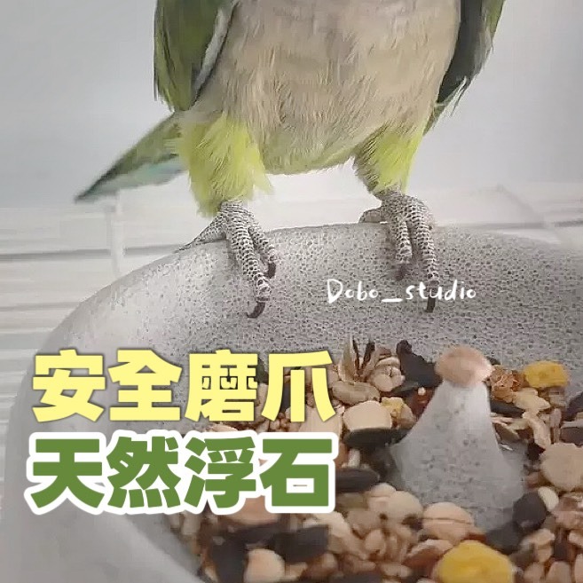 鳥我一下好嗎🍀浮石飼料碗 鸚鵡浮石食盆 鸚鵡磨爪 易清洗食盆 防撒料食盆 和尚鸚鵡 鸚鵡專用飼料盆 碗 小寵餵食飼料盆-細節圖3