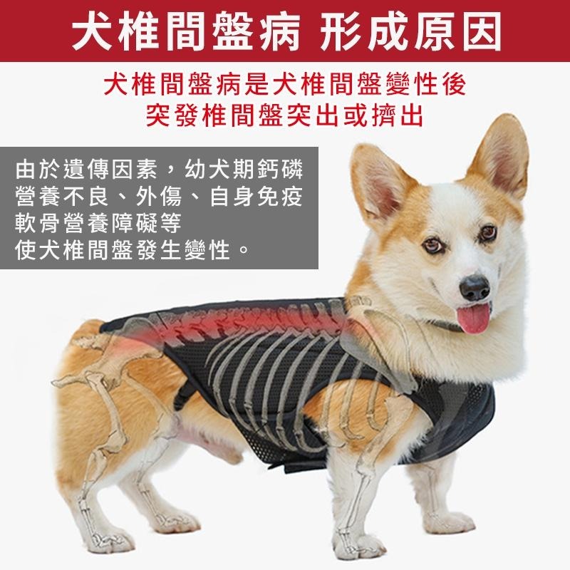【台灣現貨】狗狗椎間盤支撐背心 寵物輔助 脊椎支撐背心 寵物背痛 關節炎 術後減緩疼痛背心  IVDD輔助護具 寵物衣服-細節圖3