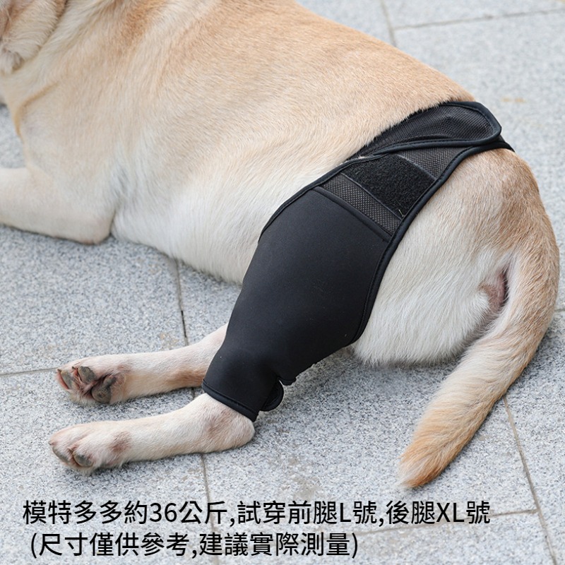 【狗大腿關節護膝】寵物護膝 狗護膝護腿 狗前後腿護膝 大腿關節固定 狗狗腿部骨折固定護具 前後腿支架輔助帶-細節圖9