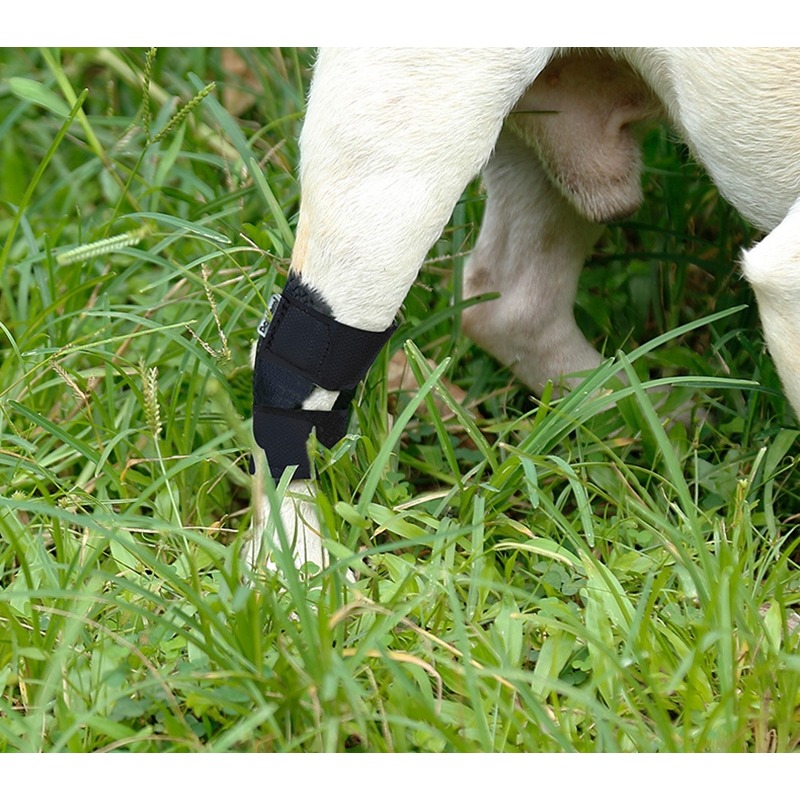 【台灣出貨 短筒狗護膝】寵物護膝 狗護膝護腿 寵物膝蓋保護 關節保護 狗術後護腿 寵物步行輔助 犬用護膝 短腿狗護膝-細節圖8