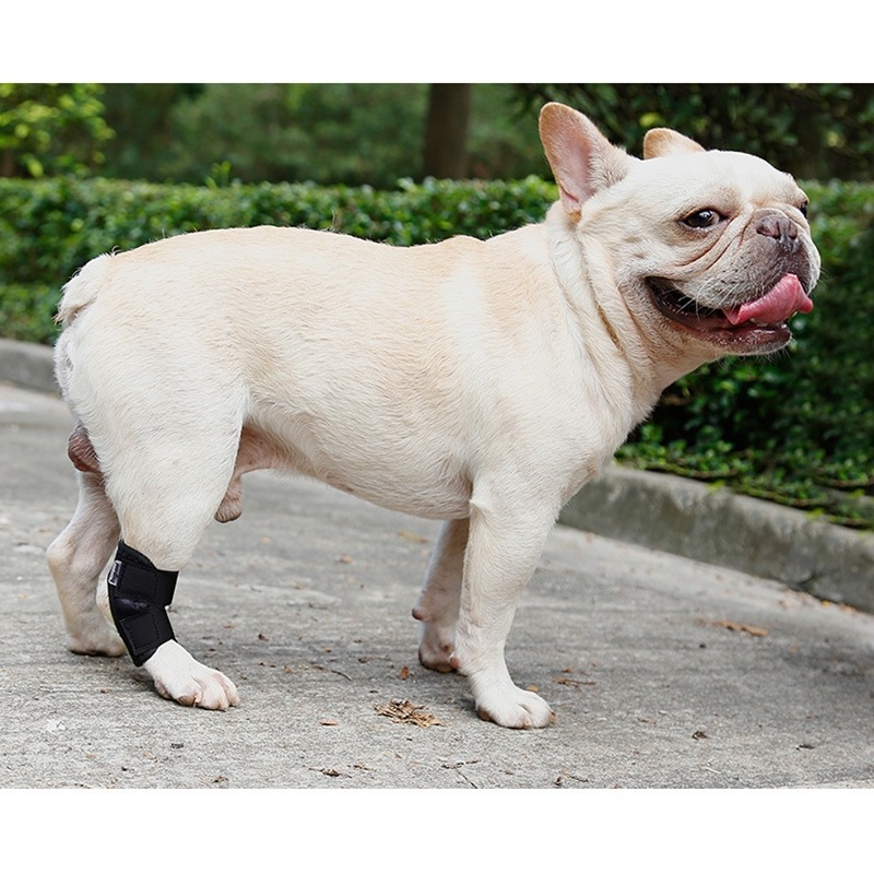 【台灣出貨 短筒狗護膝】寵物護膝 狗護膝護腿 寵物膝蓋保護 關節保護 狗術後護腿 寵物步行輔助 犬用護膝 短腿狗護膝-細節圖9