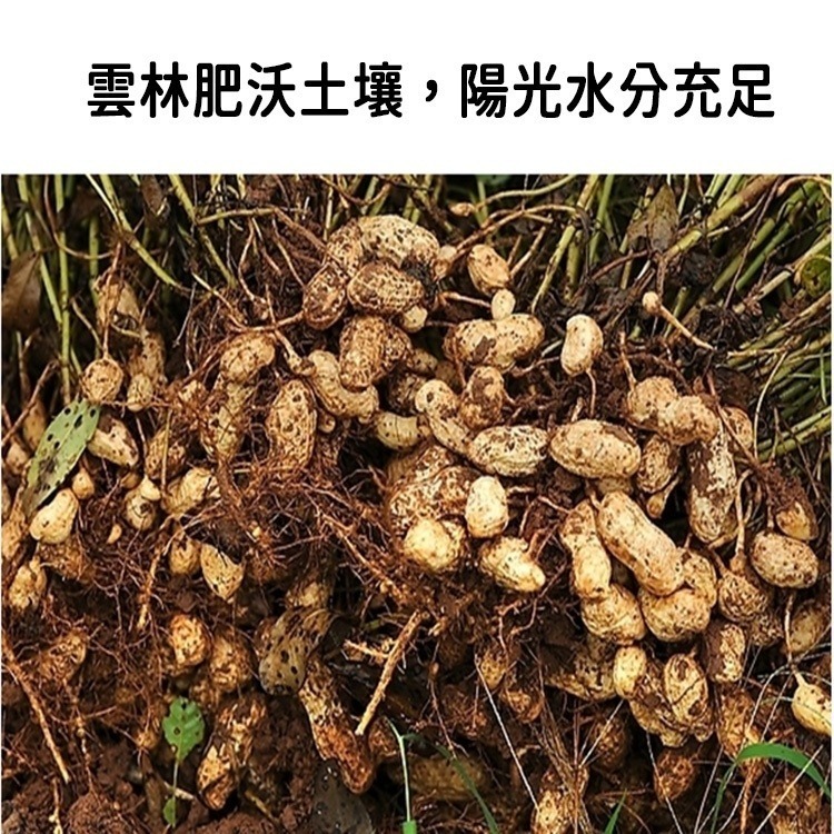 黑金剛花生 9號花生 雲林花生 原味 鹽酥 蒜味花生【高山兄弟】【F0061】老字號 9號蒜味 一包500克裝 大包裝-細節圖5