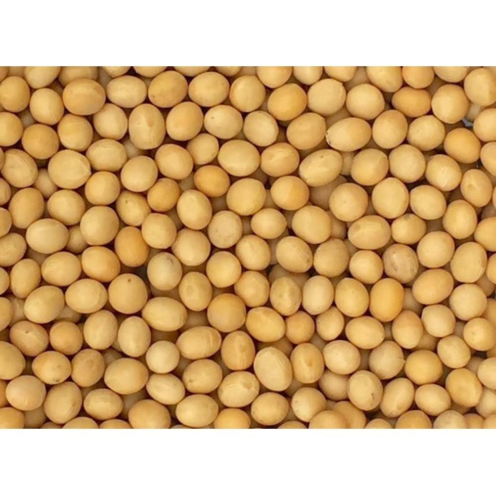 黃豆 頂級黃豆 超大顆黃豆 SOYBEAN 非基因改造 非基改黃豆 加拿大黃豆 非基因豆 五穀雜糧 食品原料-細節圖2