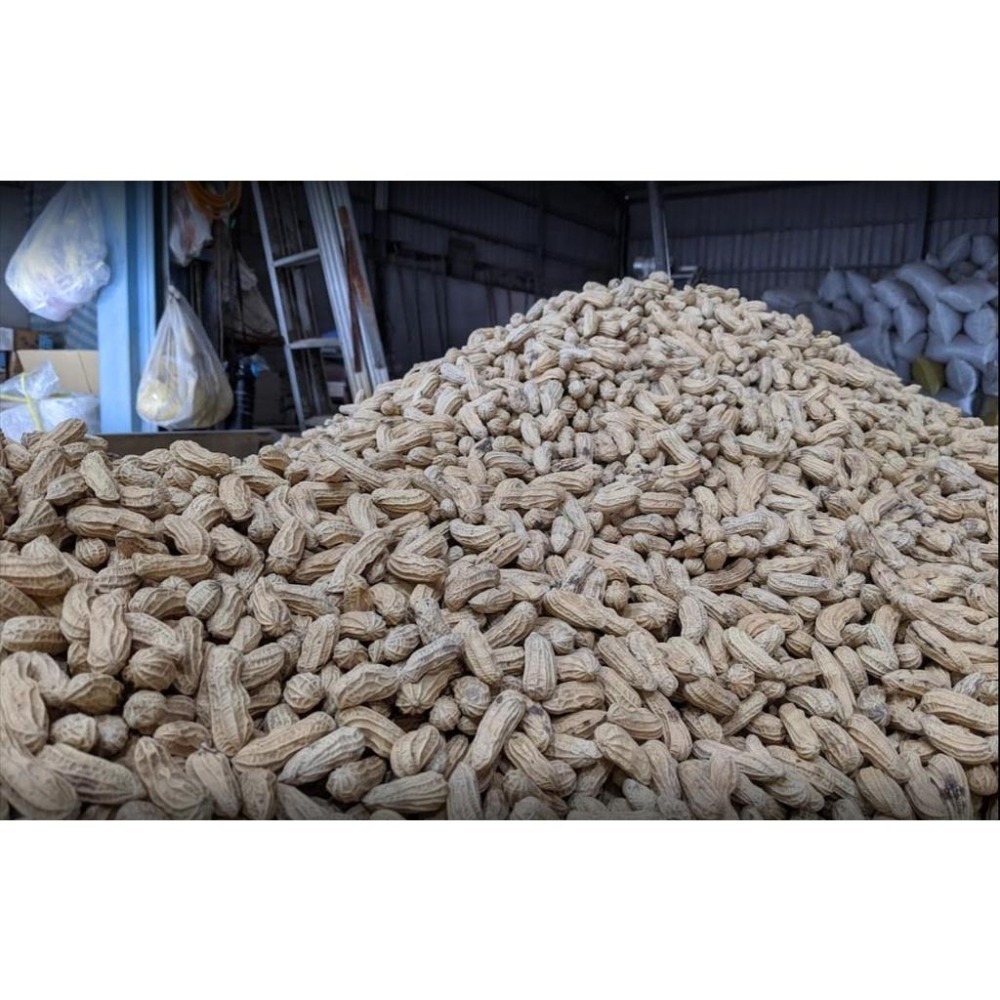 古早味花生糖 手作花生糖 雲林花生 花生角糖 微糖不黏牙 涮嘴零食【高山兄弟】【F121】古早味零食 傳統零食 年貨必備-細節圖9