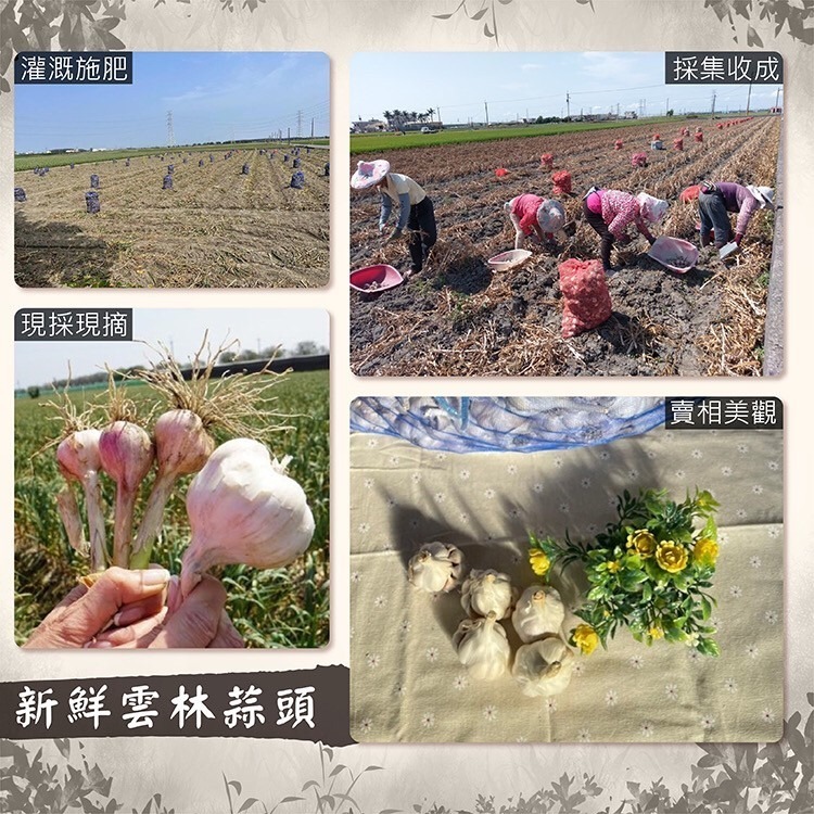 【免運】雲林蒜頭 蒜頭 蒜球 蒜瓣 蒜米 手工整理 在地小農 自產自銷【高山兄弟】【F0004】現貨供應 附網袋-細節圖4