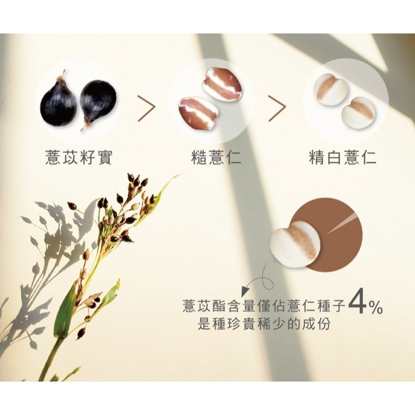 喬本生醫 薏苡酯 60粒/盒-細節圖3