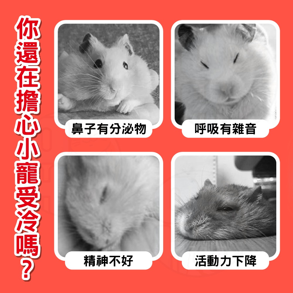 【秒發🔥保暖專用】保暖棉窩墊 小寵保暖棉墊 鼠兔保暖棉墊 鼠兔睡窩 倉鼠睡窩 倉鼠棉墊 刺蝟棉墊 兔子棉墊 冬天保暖屋-細節圖3