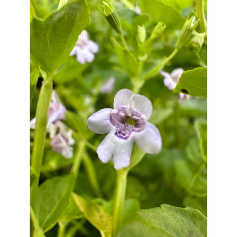 推廣中心 心葉水薄荷  100支送100支 有帶根 容易存活-細節圖2