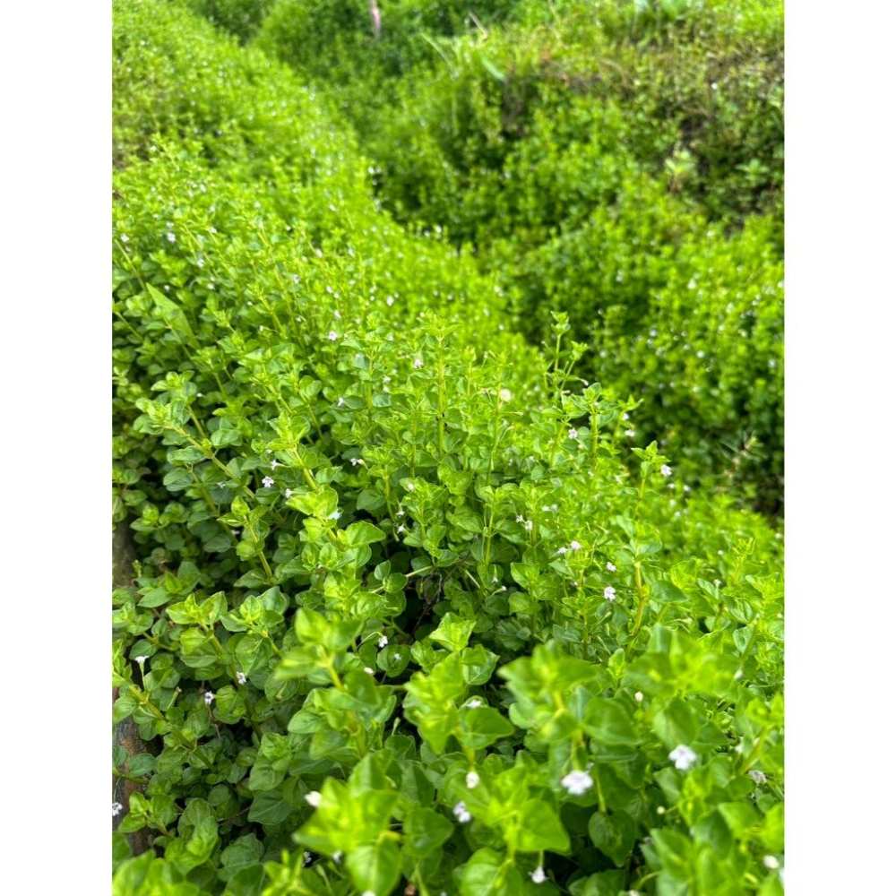 推廣中心 心葉水薄荷  100支送100支 有帶根 容易存活-細節圖3