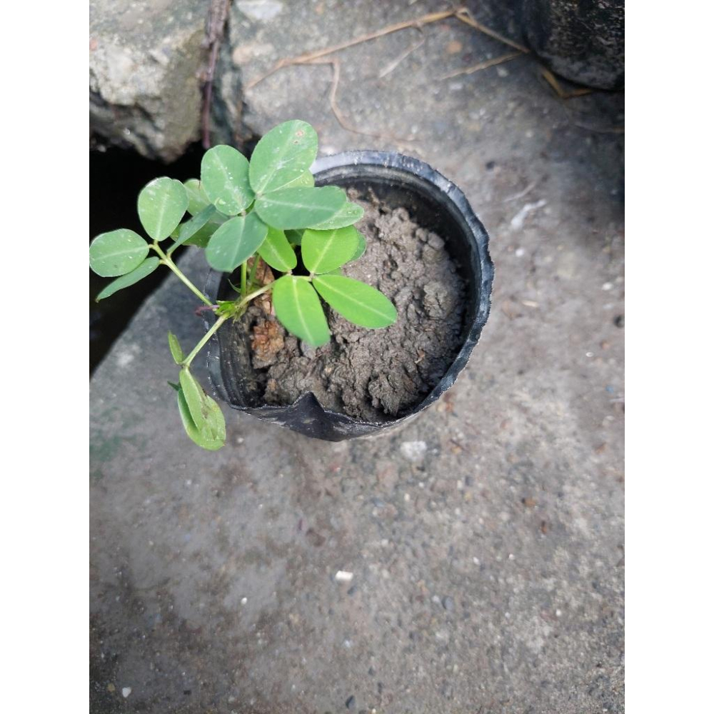 推廣中心 蔓花生3吋盆 黃色小花-細節圖2