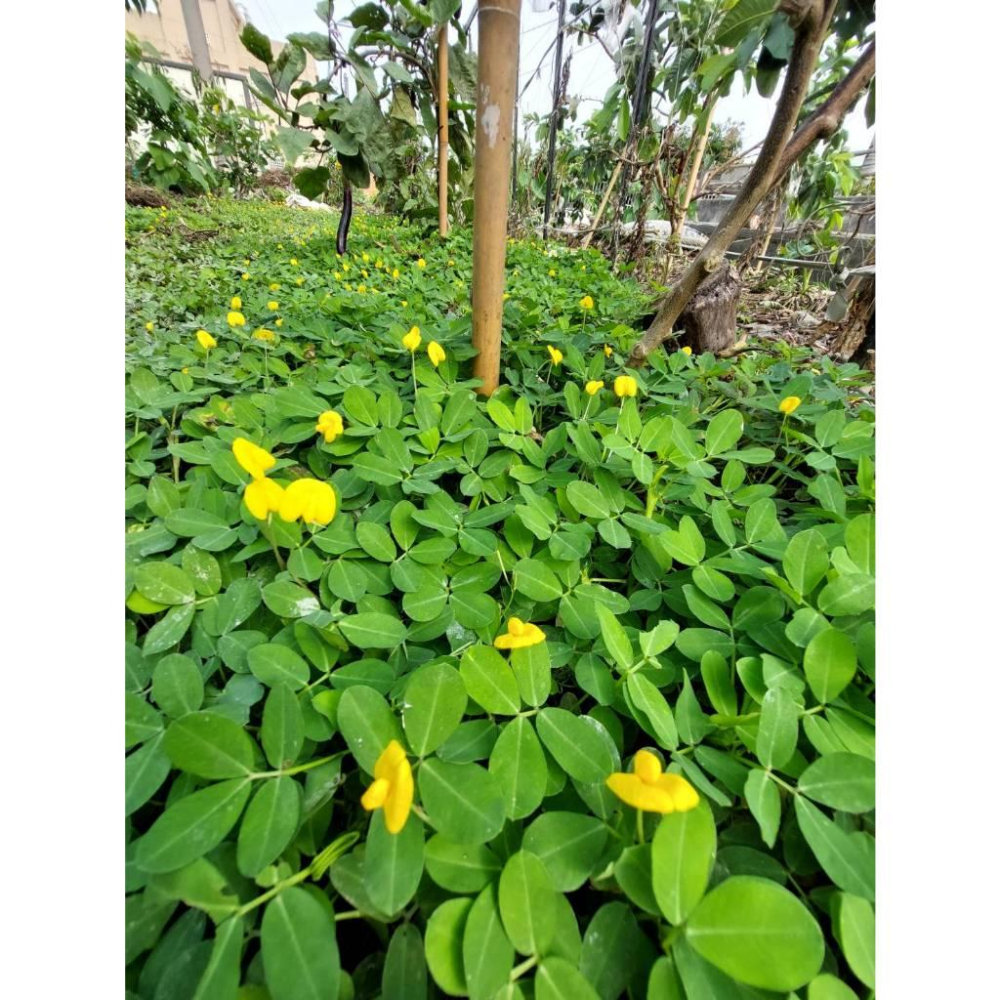 推廣中心 蔓花生3吋盆 黃色小花-細節圖3