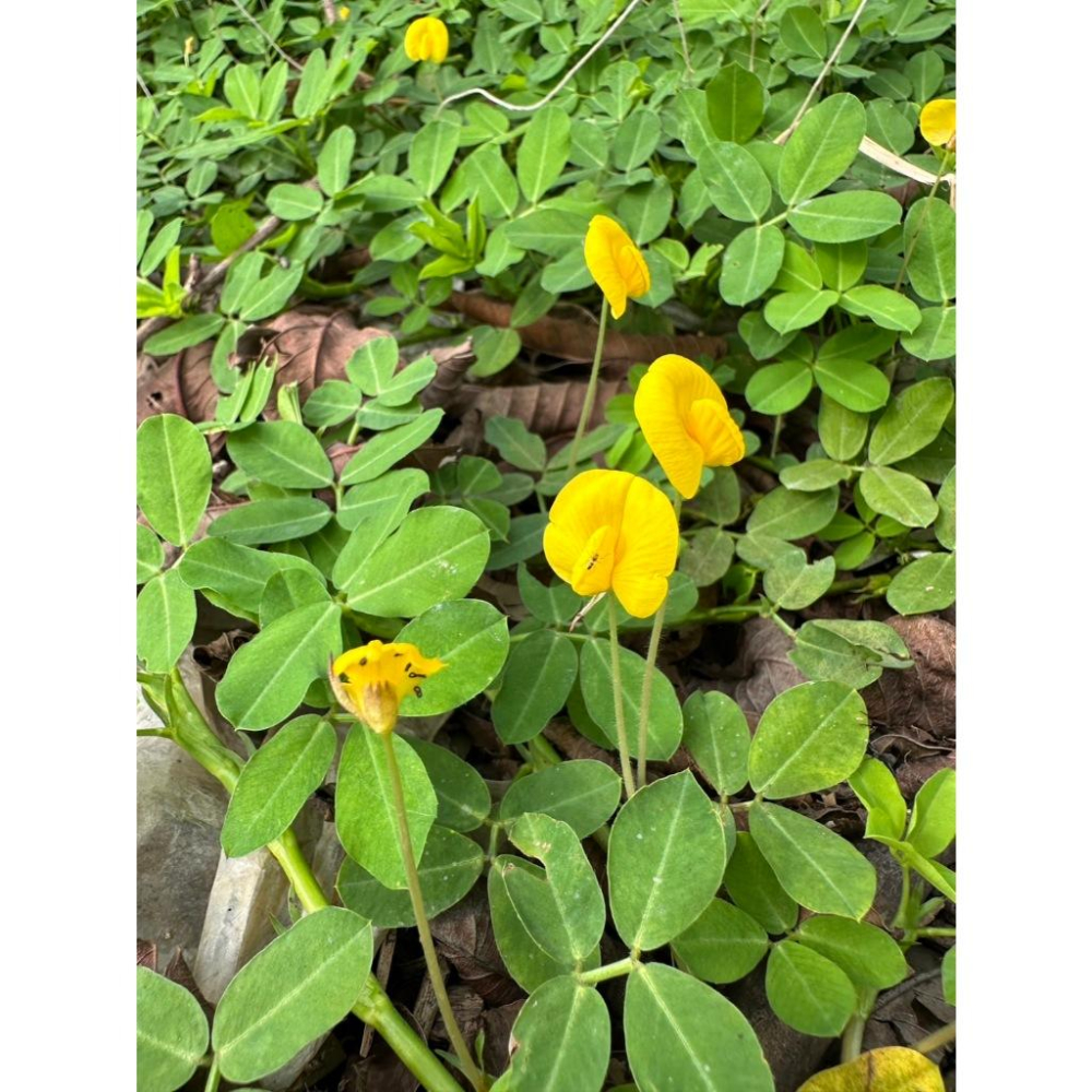 推廣中心 蔓花生3吋盆 黃色小花-細節圖4
