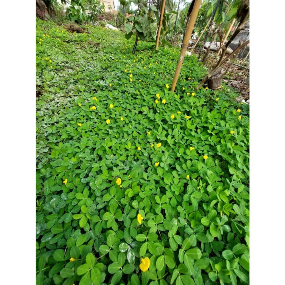 推廣中心 蔓花生枝條 100支送10支-細節圖2