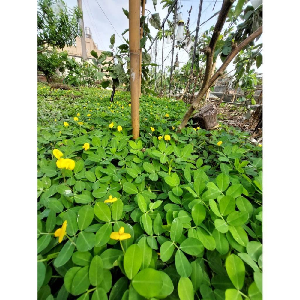 推廣中心 蔓花生枝條 100支送10支-細節圖3