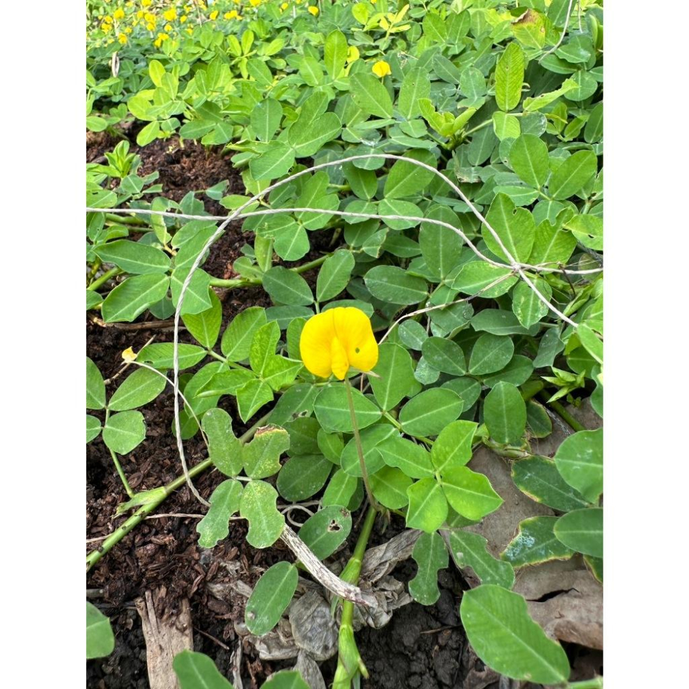 推廣中心 蔓花生枝條 100支送10支-細節圖4