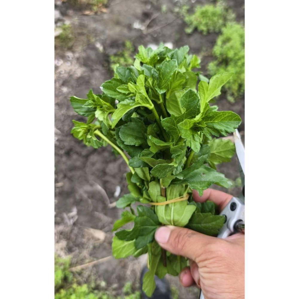 推廣中心 蔓花生枝條 100支送10支-細節圖6