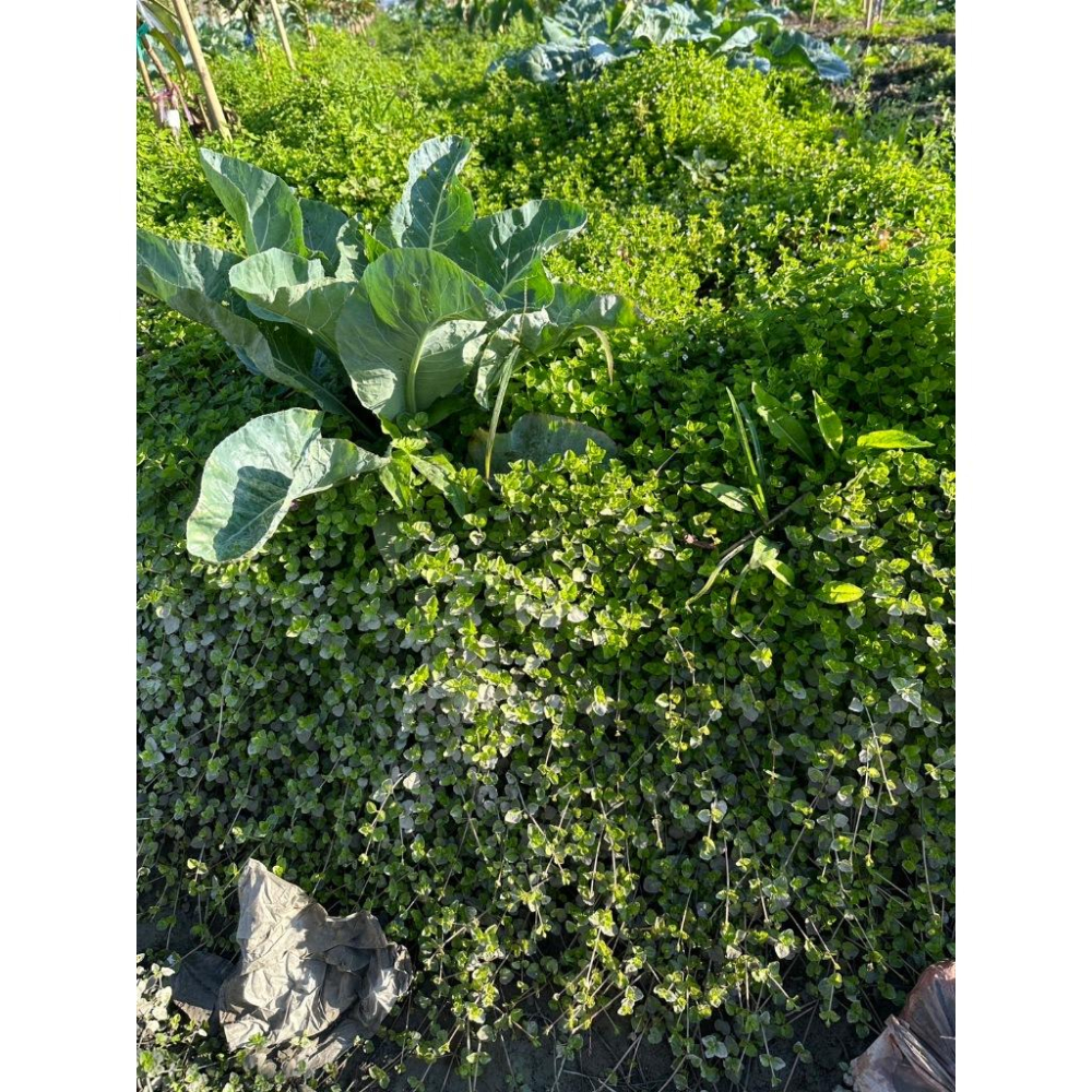 推廣中心 心葉水薄荷1500株  有帶根 容易存活-細節圖2