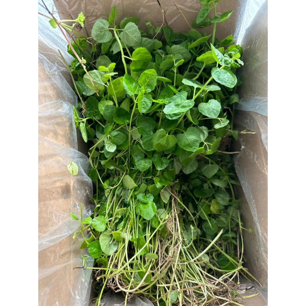 推廣中心 心葉水薄荷1500株  有帶根 容易存活-細節圖3