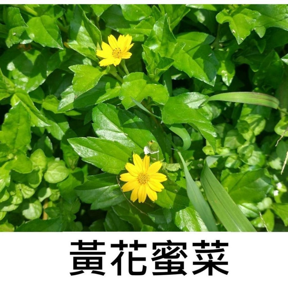 推廣中心 南美蟛蜞菊 陸龜 兔子愛吃的野菜-細節圖2