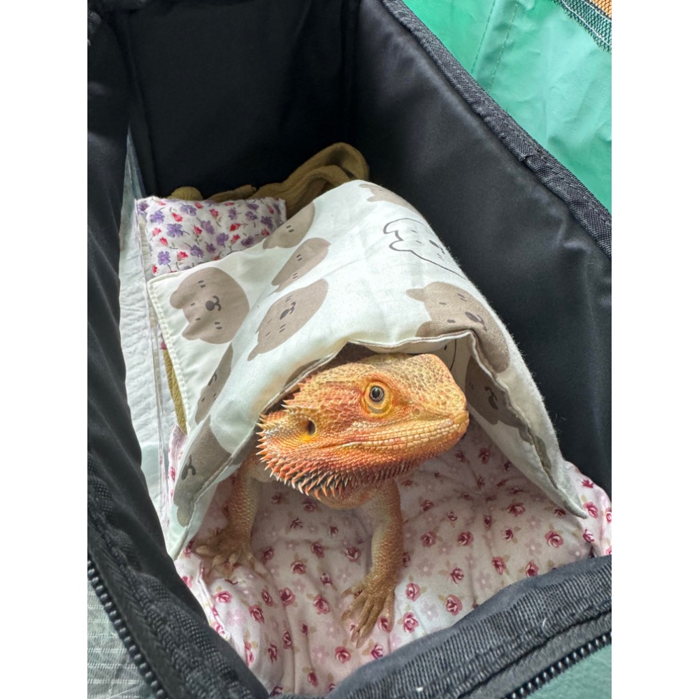 百嬌客外出包～-細節圖6