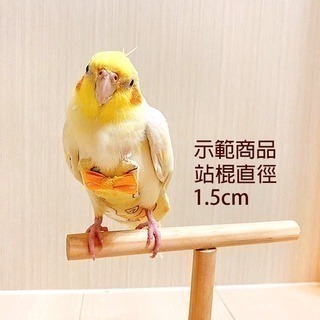 【鸚鵡玩國】鸚鵡桌上站架 台灣製 鸚鵡玩具 鸚鵡站台 訓練站架 棲木站台 原木站台 適合 虎皮 小鸚 玄鳳 小太陽等-細節圖2