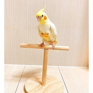 【鸚鵡玩國】鸚鵡桌上站架 台灣製 鸚鵡玩具 鸚鵡站台 訓練站架 棲木站台 原木站台 適合 虎皮 小鸚 玄鳳 小太陽等-細節圖4