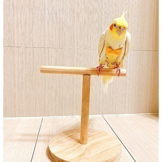 【鸚鵡玩國】鸚鵡桌上站架 台灣製 鸚鵡玩具 鸚鵡站台 訓練站架 棲木站台 原木站台 適合 虎皮 小鸚 玄鳳 小太陽等-細節圖5