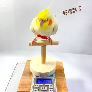【鸚鵡玩國】迷你小站架 台灣製 量體重小站架 鸚鵡站台 訓練站架 棲木站台 休息站台 原木站台-細節圖4