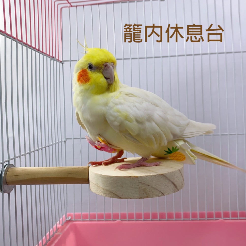 鸚鵡原木站台 台灣製當天寄 倉鼠龍貓 啃咬玩具 原木踏板 站台 跳台 跳板 踏板 木頭休息台 適合中小型鸚鵡 小寵用品-細節圖3