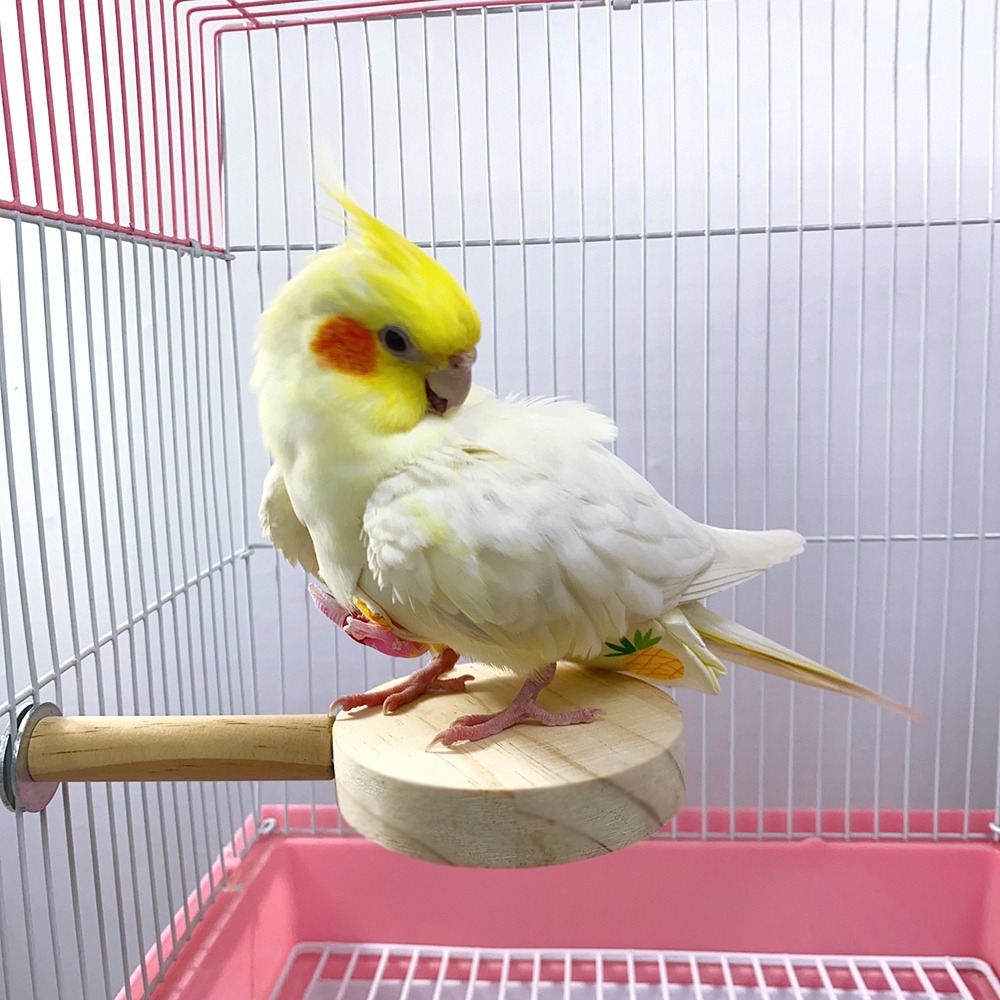 鸚鵡原木站台 台灣製當天寄 倉鼠龍貓 啃咬玩具 原木踏板 站台 跳台 跳板 踏板 木頭休息台 適合中小型鸚鵡 小寵用品-細節圖4