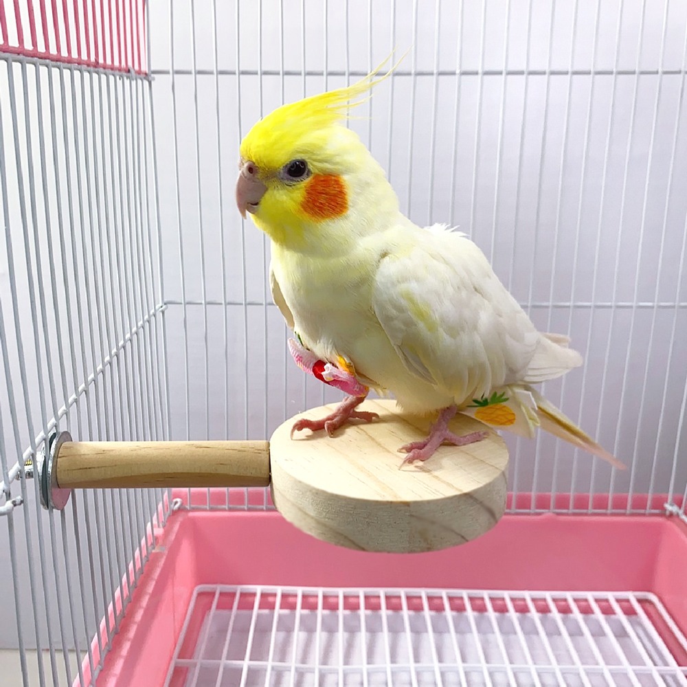 鸚鵡原木站台 台灣製當天寄 倉鼠龍貓 啃咬玩具 原木踏板 站台 跳台 跳板 踏板 木頭休息台 適合中小型鸚鵡 小寵用品-細節圖5