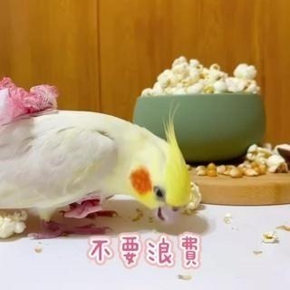 【鸚鵡玩國】鸚鵡爆米花 堅持原味 當天新鮮製作 天然無調味爆米花 鸚鵡零食 鳥零食 小鼠零食 無油 無鹽 無糖-細節圖4