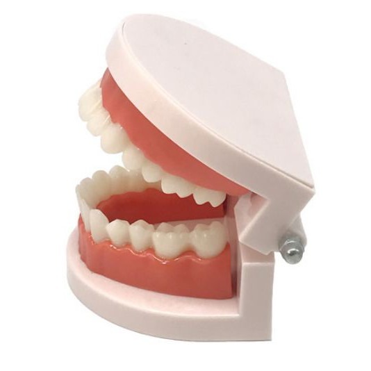 現貨《 教具用品】牙科標準 牙模型 ♥ 牙齒模型 ♥ 牙模教學 幼兒園刷牙練習 口腔模型 牙醫 學校教學好道具 牙齒-細節圖2