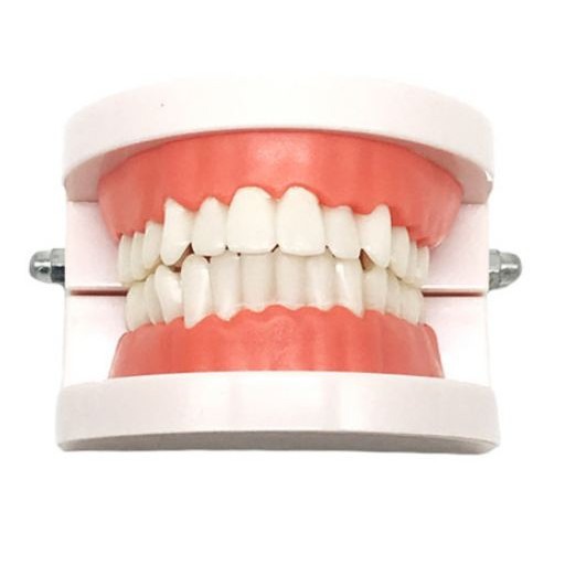 現貨《 教具用品】牙科標準 牙模型 ♥ 牙齒模型 ♥ 牙模教學 幼兒園刷牙練習 口腔模型 牙醫 學校教學好道具 牙齒-細節圖3