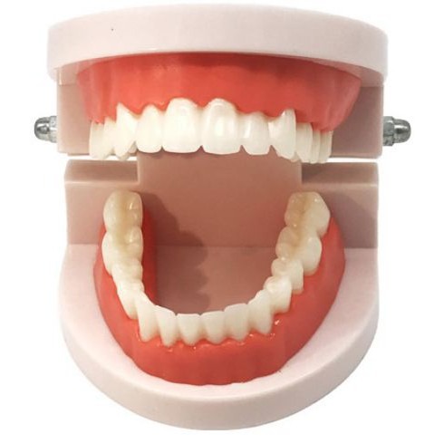 現貨《 教具用品】牙科標準 牙模型 ♥ 牙齒模型 ♥ 牙模教學 幼兒園刷牙練習 口腔模型 牙醫 學校教學好道具 牙齒-細節圖4