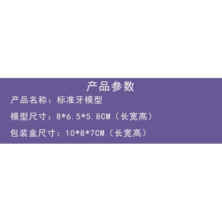 現貨《 教具用品】牙科標準 牙模型 ♥ 牙齒模型 ♥ 牙模教學 幼兒園刷牙練習 口腔模型 牙醫 學校教學好道具 牙齒-細節圖5