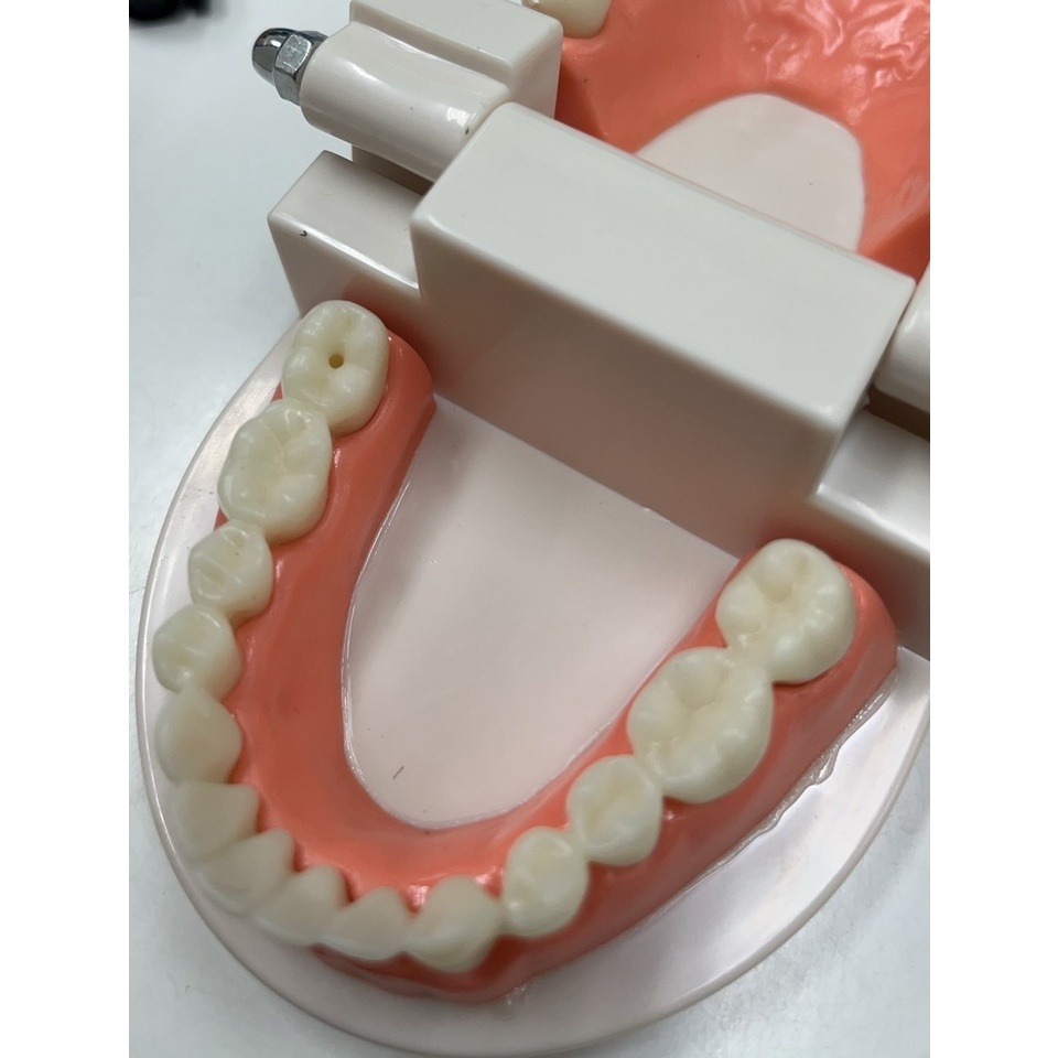 現貨《 教具用品】牙科標準 牙模型 ♥ 牙齒模型 ♥ 牙模教學 幼兒園刷牙練習 口腔模型 牙醫 學校教學好道具 牙齒-細節圖6