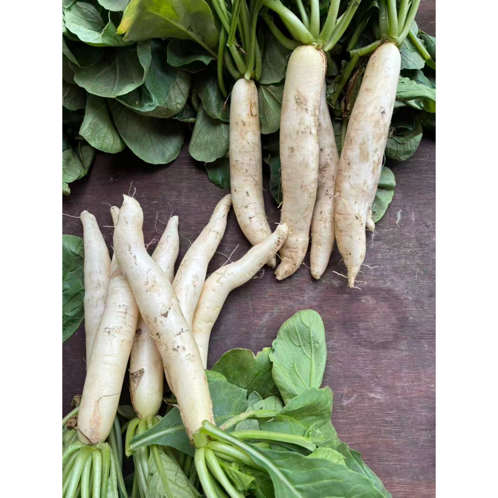 當季鮮甜可口嫩美濃小白玉蘿蔔-細節圖4