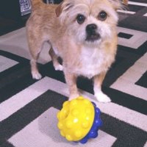 【幸運貓】 fouFIT 益智零食球 寵物玩具 狗狗玩具 貓咪玩具-細節圖4