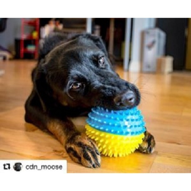 【幸運貓】 fouFIT 益智零食球 寵物玩具 狗狗玩具 貓咪玩具-細節圖5